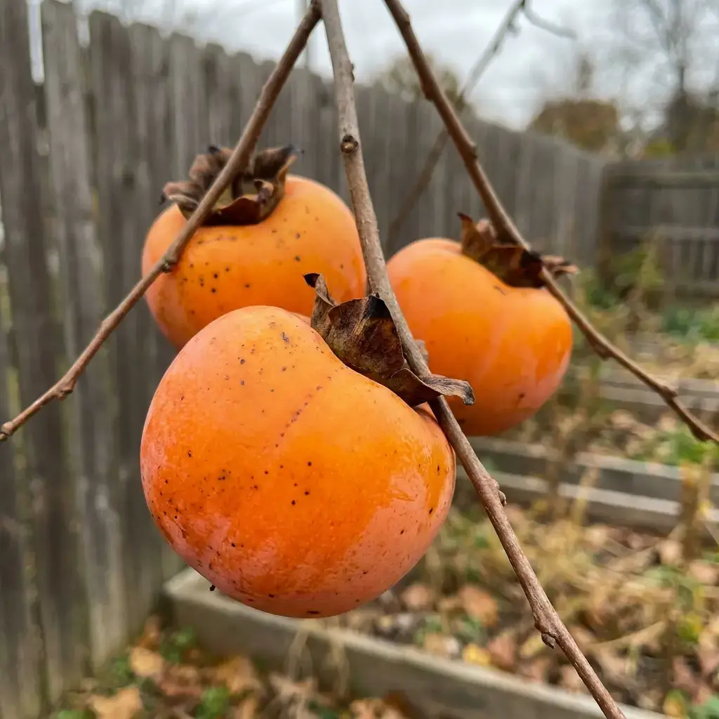 Плоди на гілці